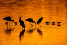 Wasservögel Silhouetten Sonneuntergang