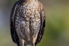 Rotschulterbussard (Buteo lineatus) 09