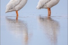 Rosapelikane (Pelecanus onocrotalus) 04