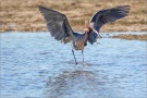 Rötelreiher (Egretta rufescens) 05