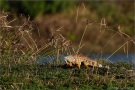 Grüner Leguan (Iguana iguana) 02