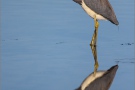 Dreifarbenreiher (Egretta tricolor) 07