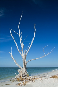 Abgestorbener Baum am Strand