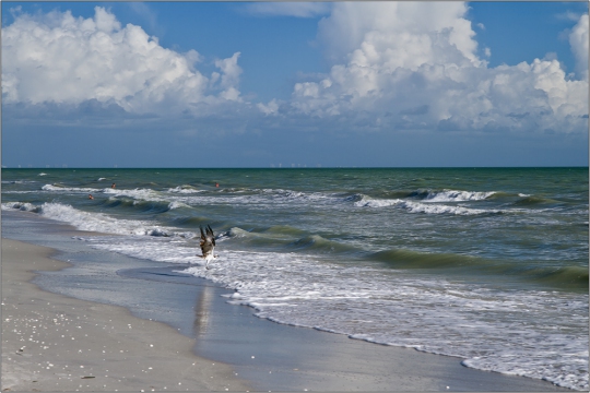 Fischadler zum Strandbesuch