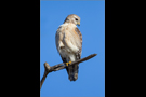 Rotschulterbussard (Buteo lineatus) 01