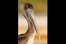 Braunpelikan (Pelecanus occidentalis) 04