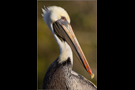 Braunpelikan (Pelecanus occidentalis) 02