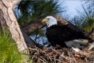 Weißkopfseeadler (Haliaeetus leucocephalus) 05