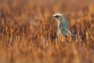 Florida Scrub Jay (Aphelocoma coerulescens) 02