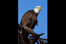 Weißkopfseeadler (Haliaeetus leucocephalus) 04