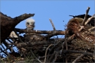 Juveniler Weißkopfseeadler (Haliaeetus leucocephalus) 03