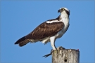 Fischadler (Pandion haliaetus) 04