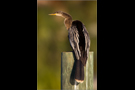 Amerikanischer Schlangenhalsvogel (Anhinga anhinga) 01