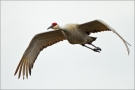 Kanadakranich (Grus canadensis) 01