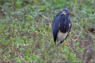 Dreifarbenreiher (Egretta tricolor) 02