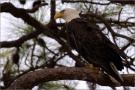 Weißkopfseeadler (Haliaeetus leucocephalus) 02