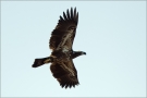 Juveniler Weißkopfseeadler (Haliaeetus leucocephalus) 01