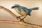 Florida Scrub Jay (Aphelocoma coerulescens) 01