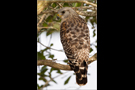 Rotschulterbussard (Buteo lineatus) 04