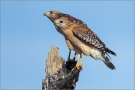 Rotschulterbussard (Buteo lineatus) 03