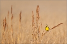 Östlicher Lerchenstärling (Sturnella magna) 01