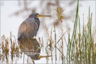 Dreifarbenreiher (Egretta tricolor) 01