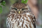 Steinkauz (Athene noctua) 01