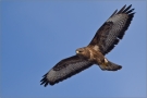 Mäusebussard 01 (Buteo buteo)