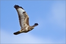 Mäusebussard 02 (Buteo buteo)