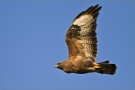 Mäusebussard 03 (Buteo buteo)