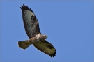 Mäusebussard 04 (Buteo buteo)