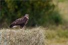 Mäusebussard 05 (Buteo buteo)