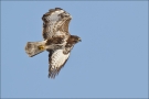 Mäusebussard 07 (Buteo buteo)