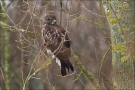 Mäusebussard 08 (Buteo buteo)