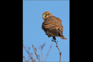 Turmfalke 08 (Falco tinnunculus)