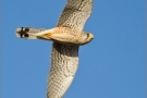 Turmfalke 01 (Falco tinnunculus)