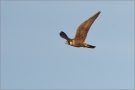 Wanderfalke 01 (Falco peregrinus)