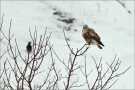 Raufußbussard (Buteo lagopus) 01