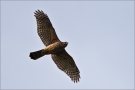 Rothabicht 01 (Accipiter gentilis)