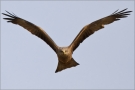 Schwarzmilan 12 (Milvus migrans)