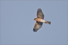 Sperber (Accipiter nisus) 01