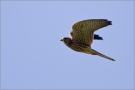 Turmfalke 03 (Falco tinnunculus)