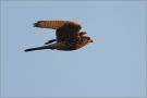 Turmfalke 04 (Falco tinnunculus)