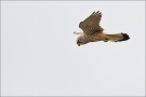 Turmfalke 05 (Falco tinnunculus)