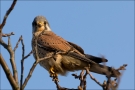 Turmfalke 06 (Falco tinnunculus)