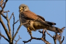 Turmfalke 07 (Falco tinnunculus)
