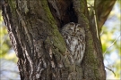 Waldkauz (Strix aluco) 01