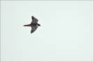 Wanderfalke 02 (Falco peregrinus)