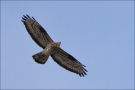 Wespenbussard (Pernis apivorus) 01