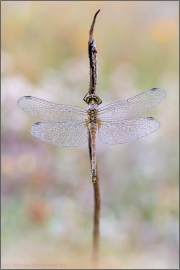 Sumpf-Heidelibelle (Sympetrum depressiusculum) 01
